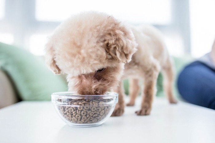 ドッグフードを食べる犬