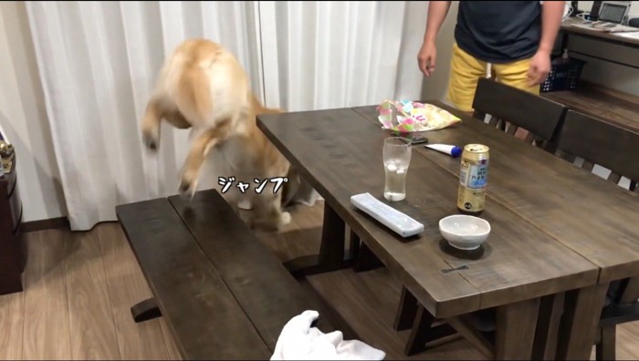 椅子から飛び下りる犬