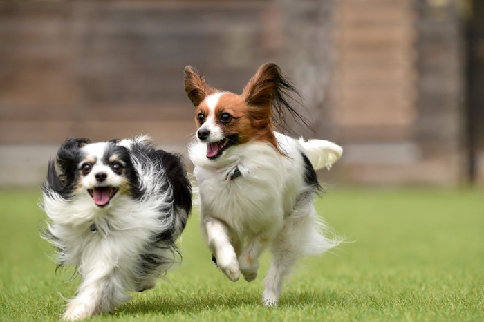 ドッグランで遊ぶ犬達