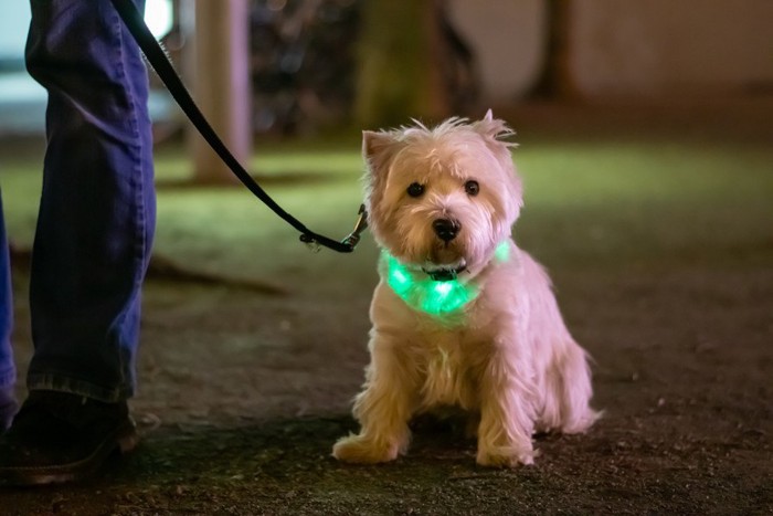 首元が緑色に光っている犬