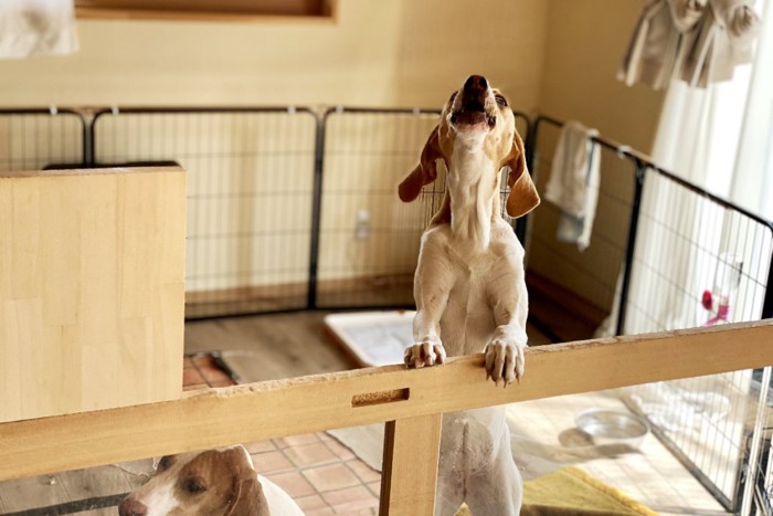 ケージの中で遠吠えする犬