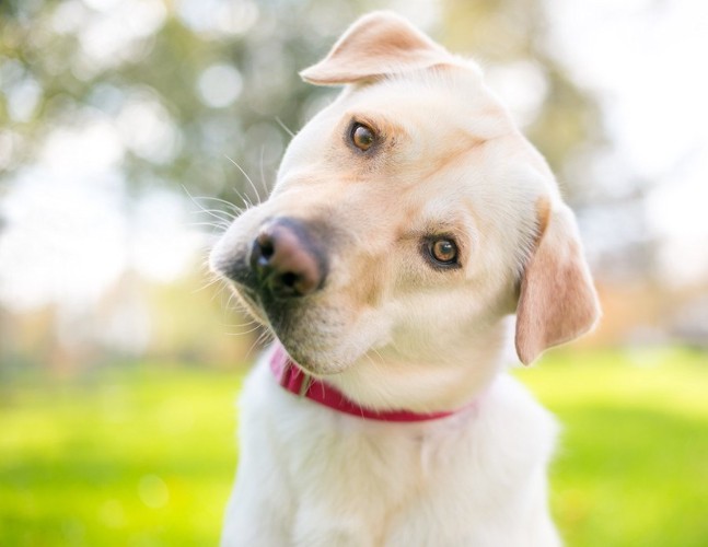 首をかしげる犬