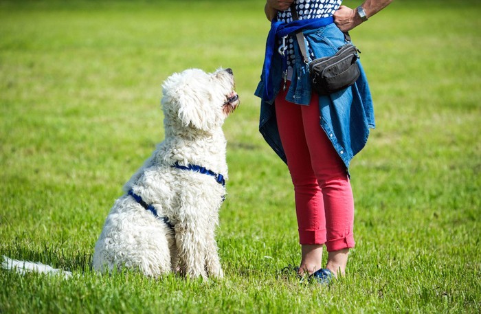 座る白い犬と腰に手を当てる人