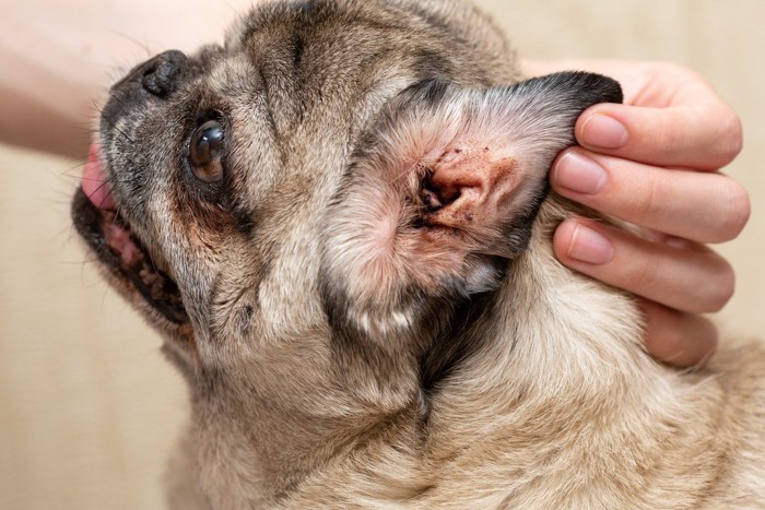 犬の横顔、耳垢がたまっている