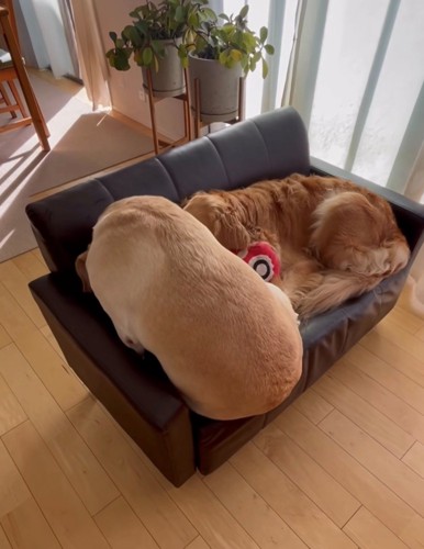 体を密着させて座る2匹の犬