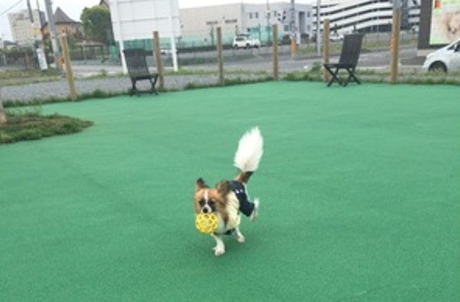 ドッグランで元気に走る愛犬ココア