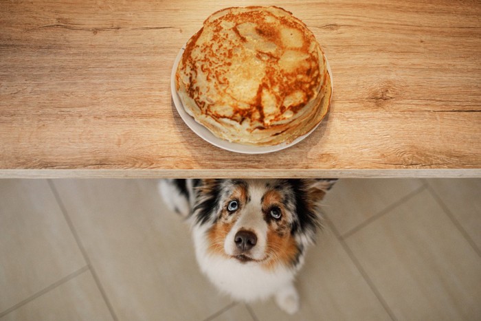 テーブルのパンケーキを狙う犬