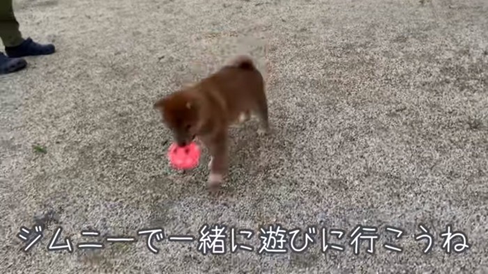 ボール遊びをするひなたちゃん