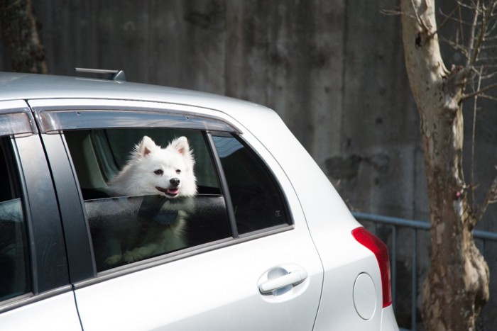 犬と車