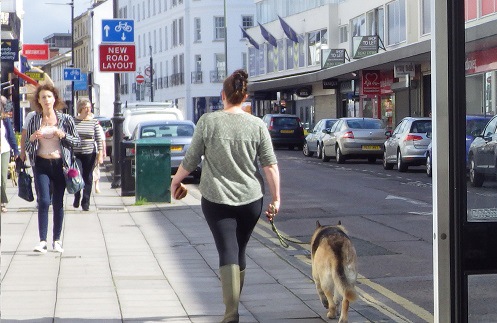 犬とお散歩