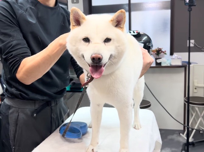 トリミング台の上でカメラを見つめる犬