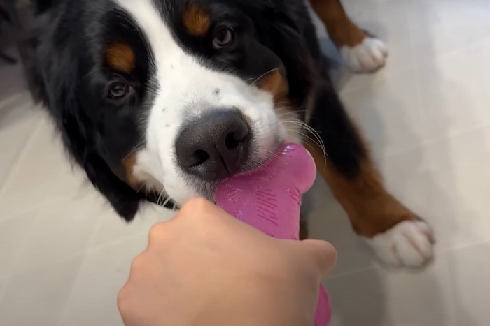 オモチャで遊ぶ犬