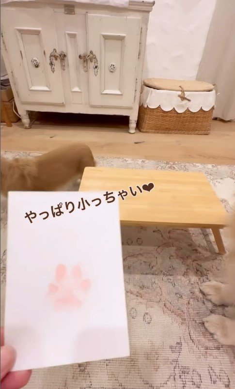 3匹のワンコたちの肉球スタンプ作り5%小さな手形が可愛い♡