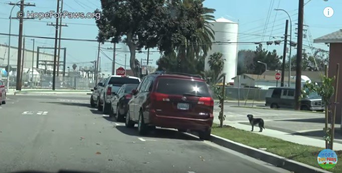 追ってくる車を見ている犬