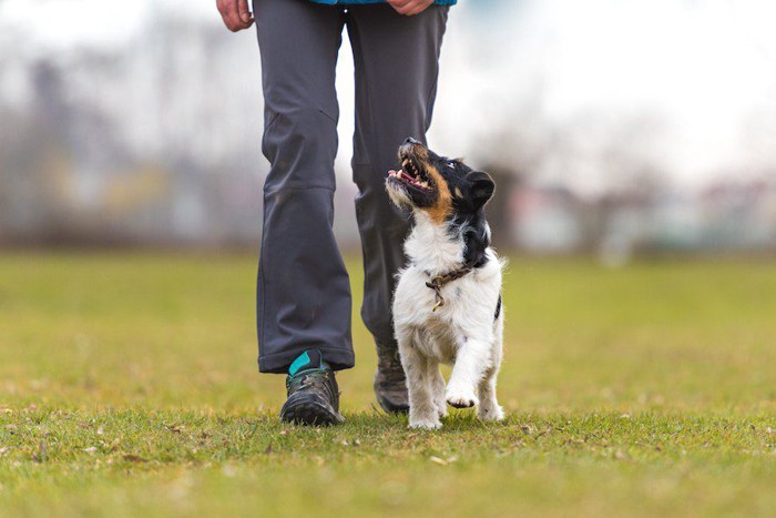 ヒールワーク訓練中の犬