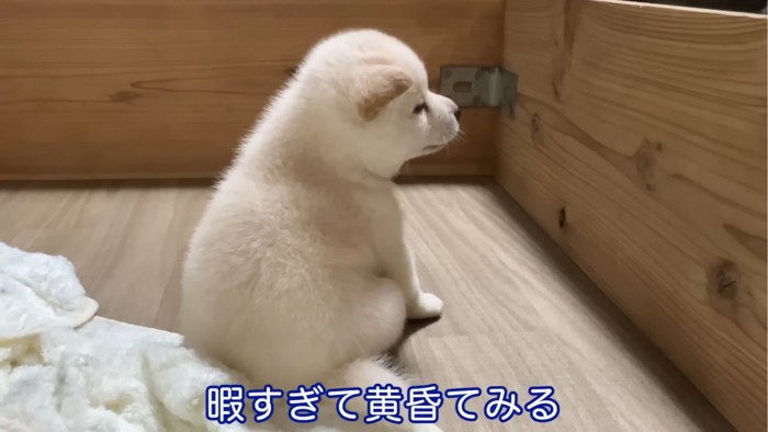 たそがれる子犬