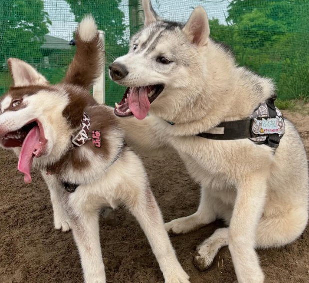 じゃれ合うハスキー犬たち