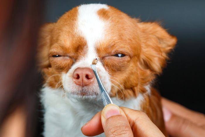 犬とダニ