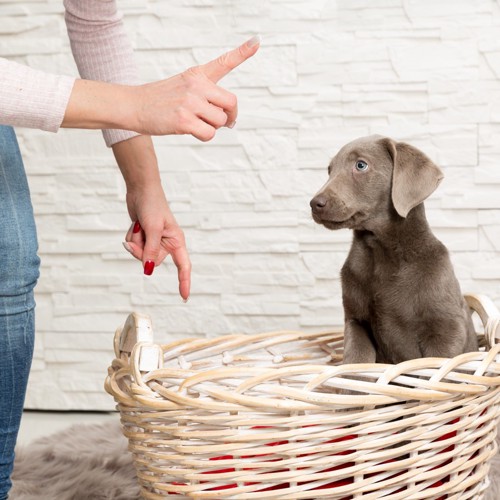 しつけられる子犬