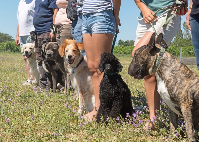 一列に並んだ様々な犬と飼い主たち