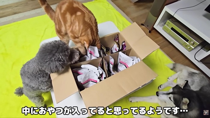 残念、洗剤でした!!