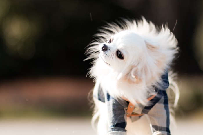 散歩中に体を震わせる犬