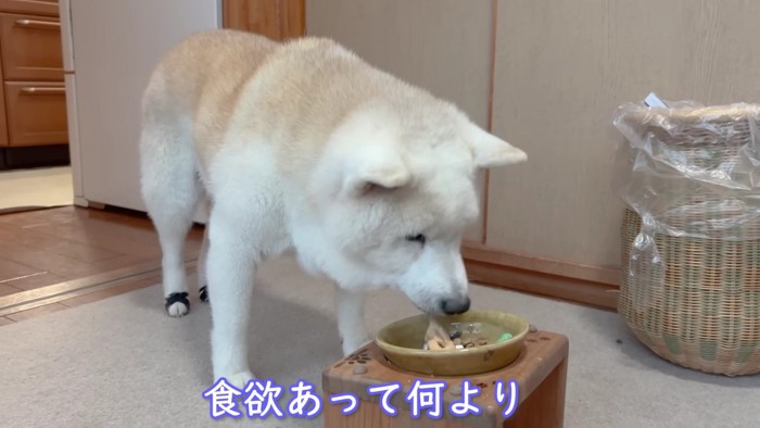 食欲旺盛な姿にほっこり