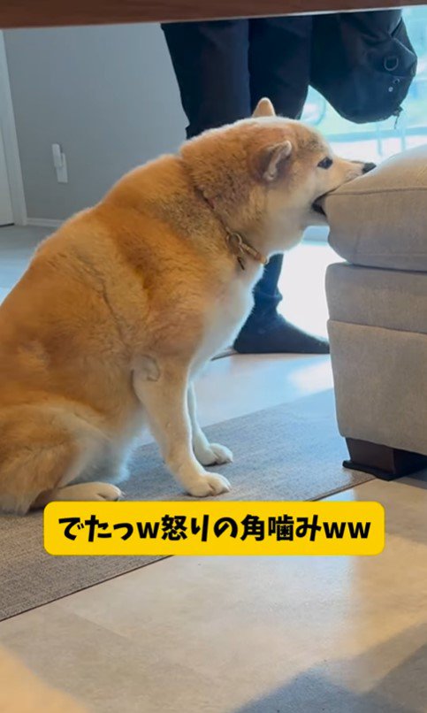 パパがお仕事に行くのを嫌がるおもち君5