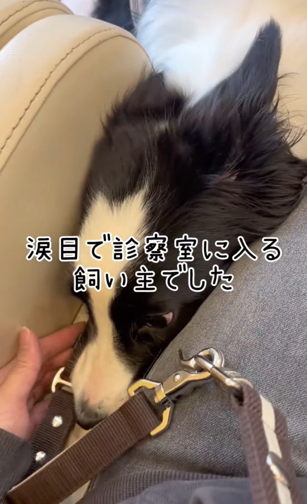 頭を挟み込む犬