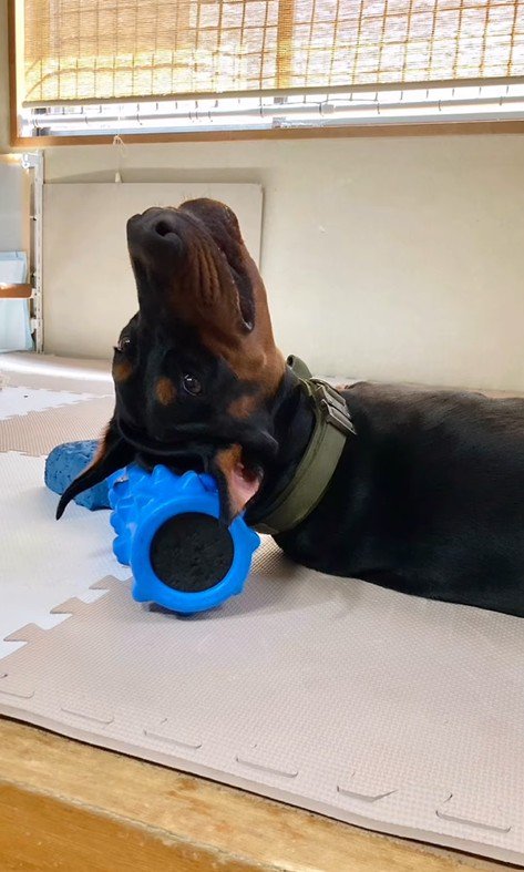 ローラーを枕にしてゴロゴロ…