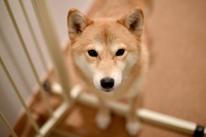 柵のある場所で見送る柴犬