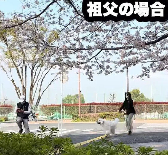 おじいちゃんと鉢合わせると…