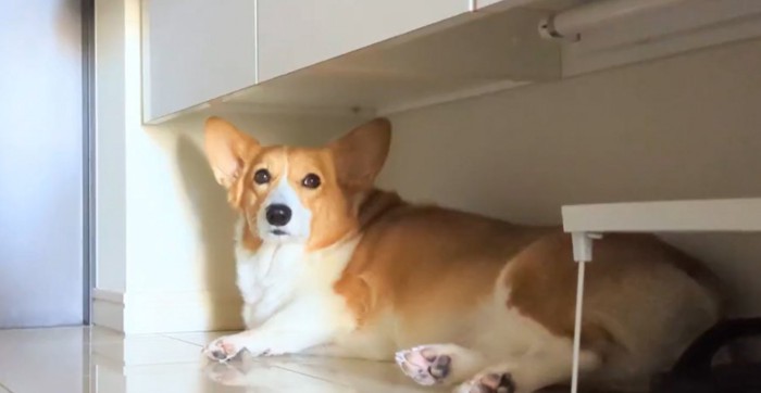 シャンプーを拒否する中型犬