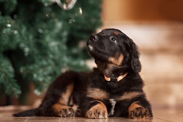 黒い子犬のホファヴァルト