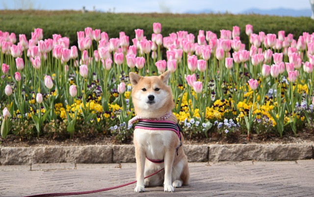 お花畑でオスワリしている柴犬