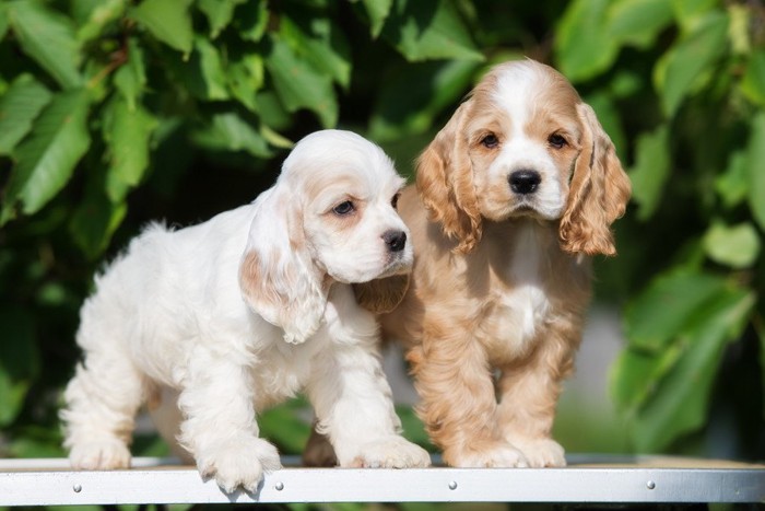 アメリカンコッカースパニエルの子犬