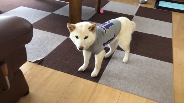 ノンくんに服を着せたら…