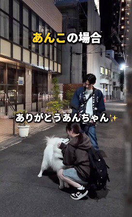 白い犬を撫でる飼い主
