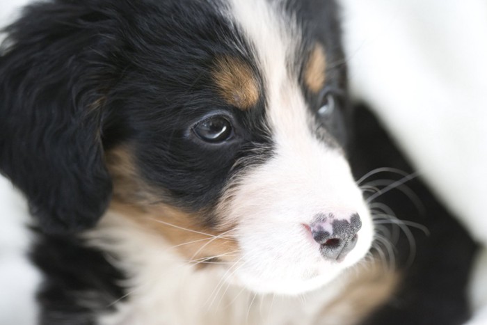 子犬の横顔