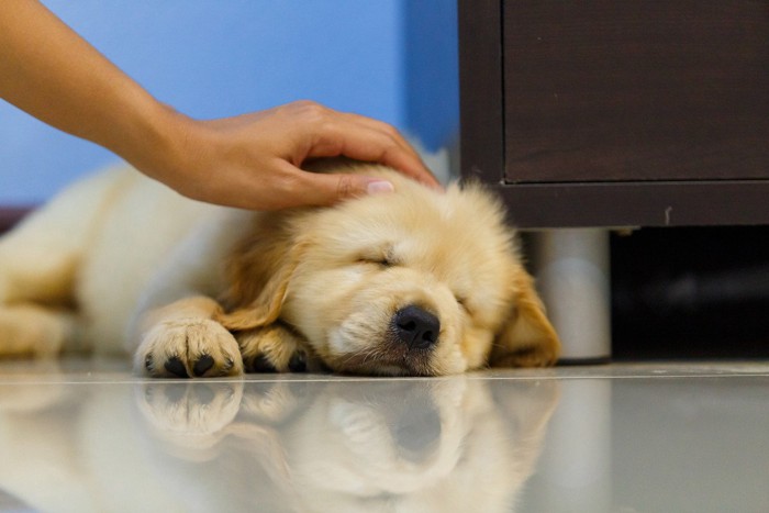 触られながら寝ている子犬