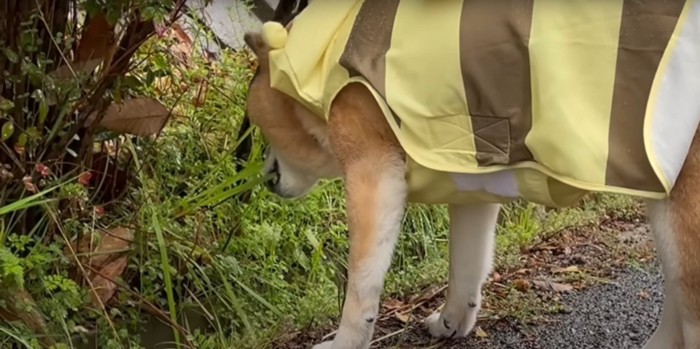 散歩中に草を食べる柴犬