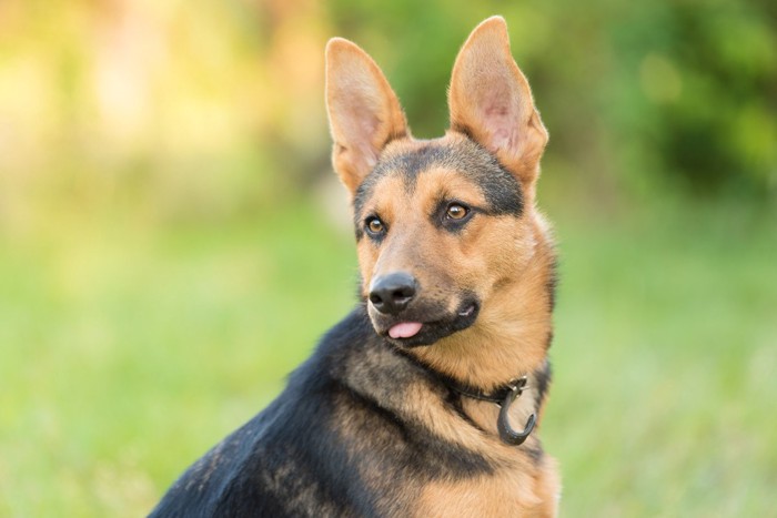 振り返った状態で固まる犬