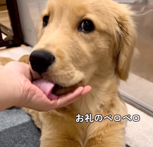 手を舐める犬