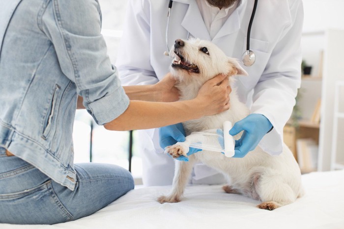 動物病院で処置をしてもらう犬