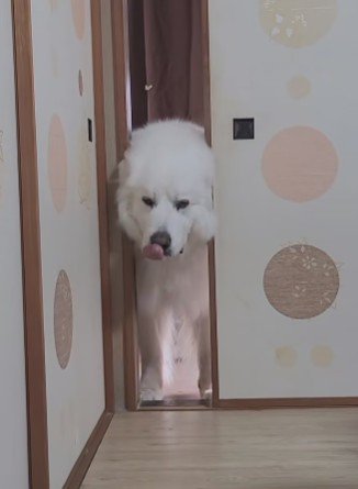 「雪が全然降らないんだけど…」