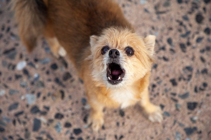 見上げて吠える犬