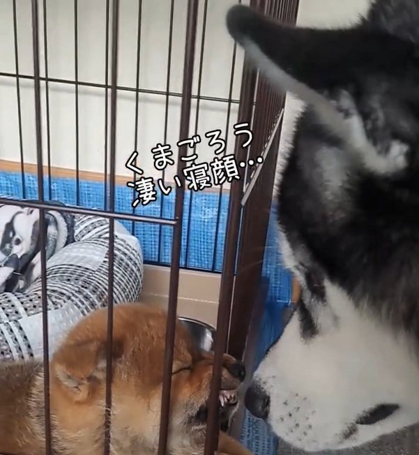 くまごろう君を見るごま君