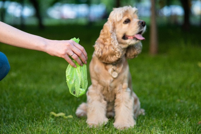 犬とウンチを取った袋