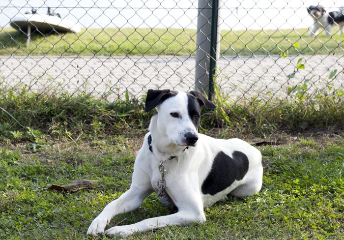 柵の前の犬