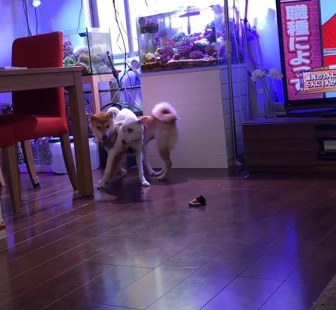 椅子の脚カバーを取り合う姉妹犬